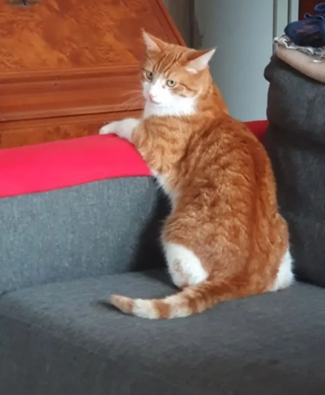 Merlin, Bad Oeynhausen
