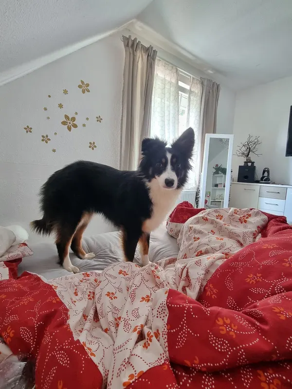 Gina, Hildesheim