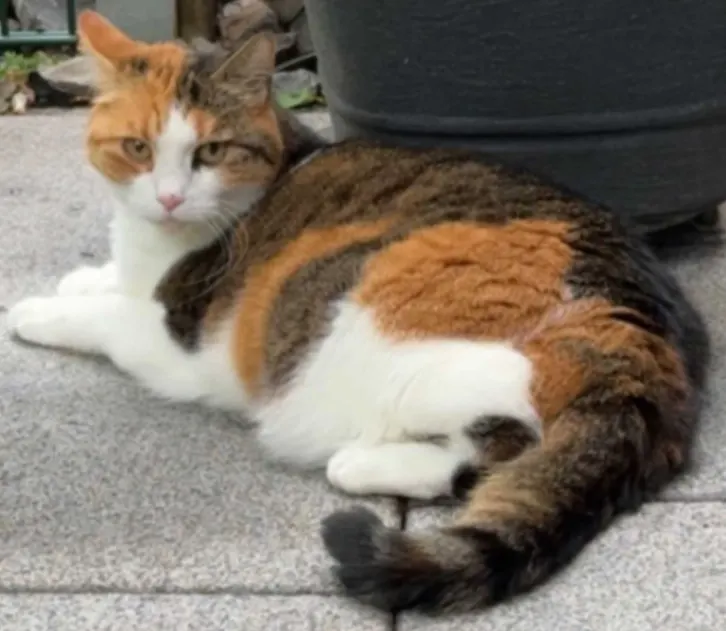 Nala, Essen