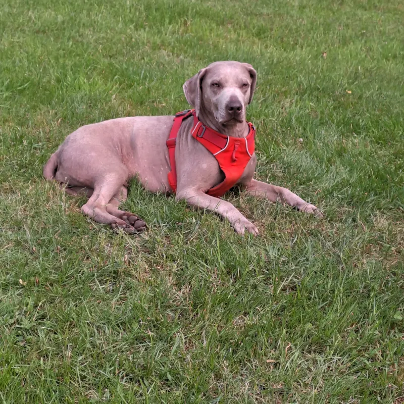 Ronja (Nika), Bad Oeynhausen