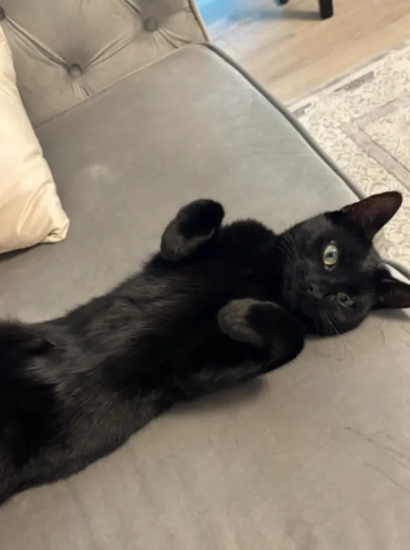 Milou, Königswinter