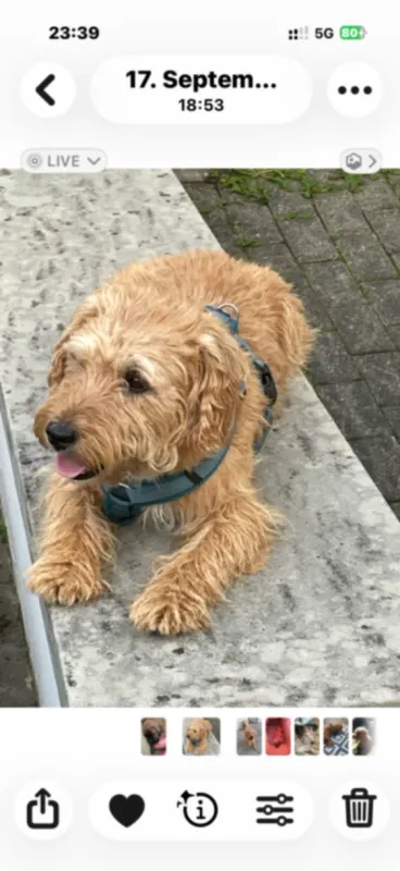 Yoda, Bonn Hardtberg
