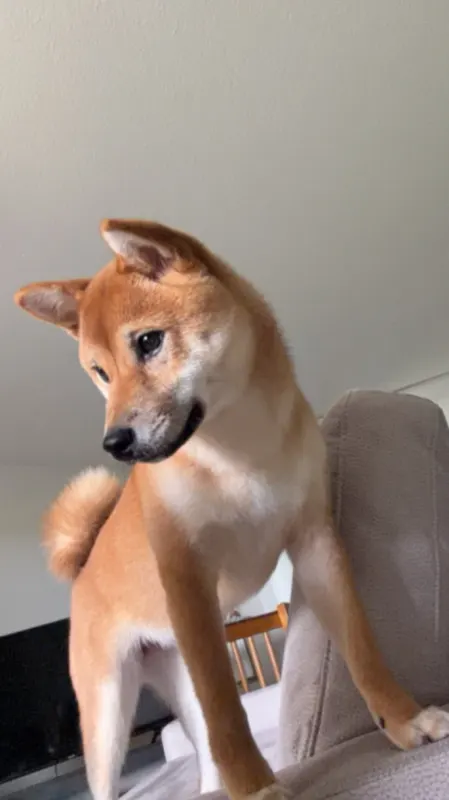 Nala, Bonn
