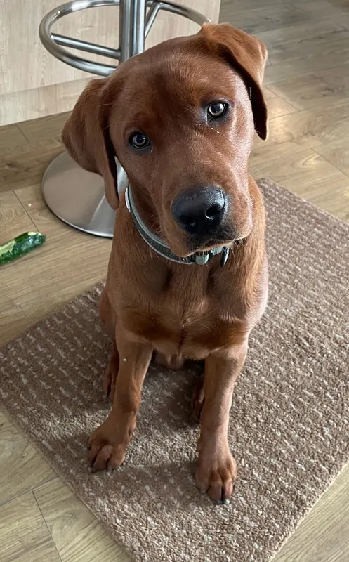 Cooper, Bruchköbel