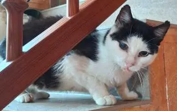 Findus, Schneeberg