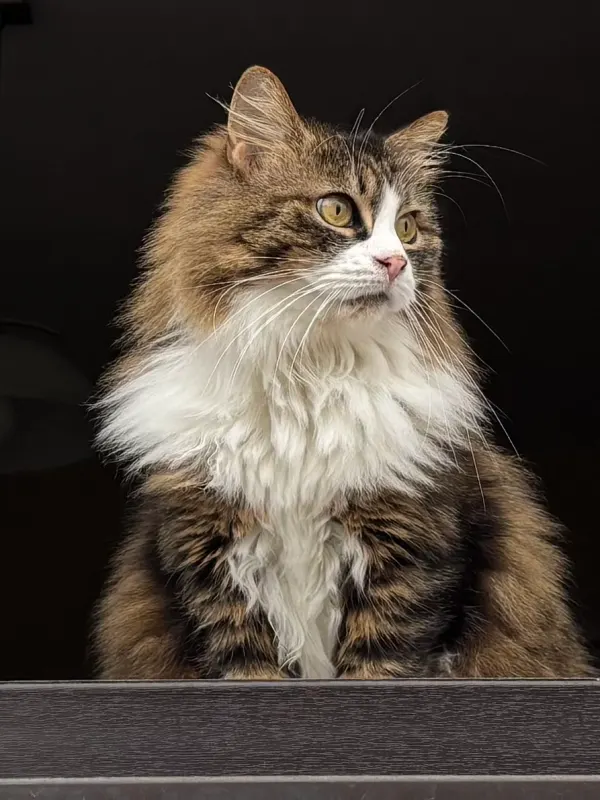 Goldie, Blieskastel