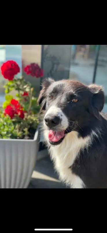 Ronja, Geilenkirchen