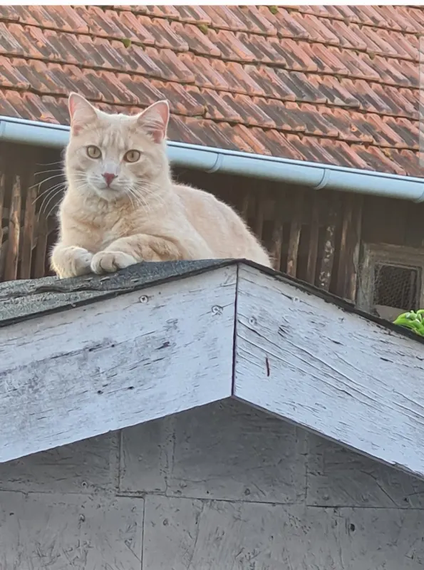 Felix, Gelnhausen
