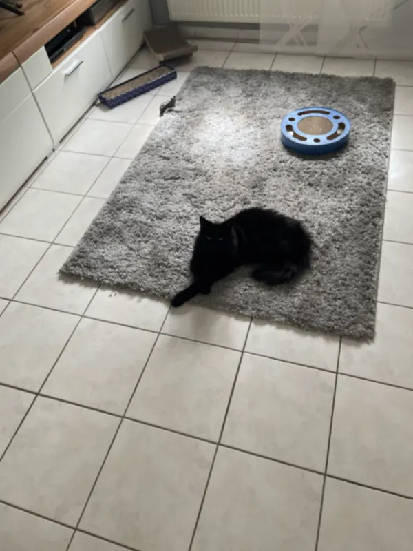 Gizmo, Göppingen