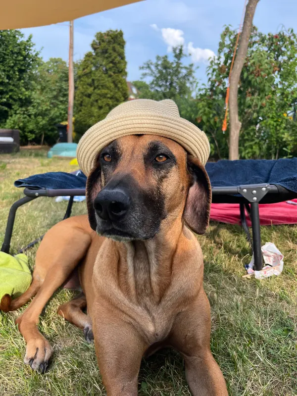 frida, Werder