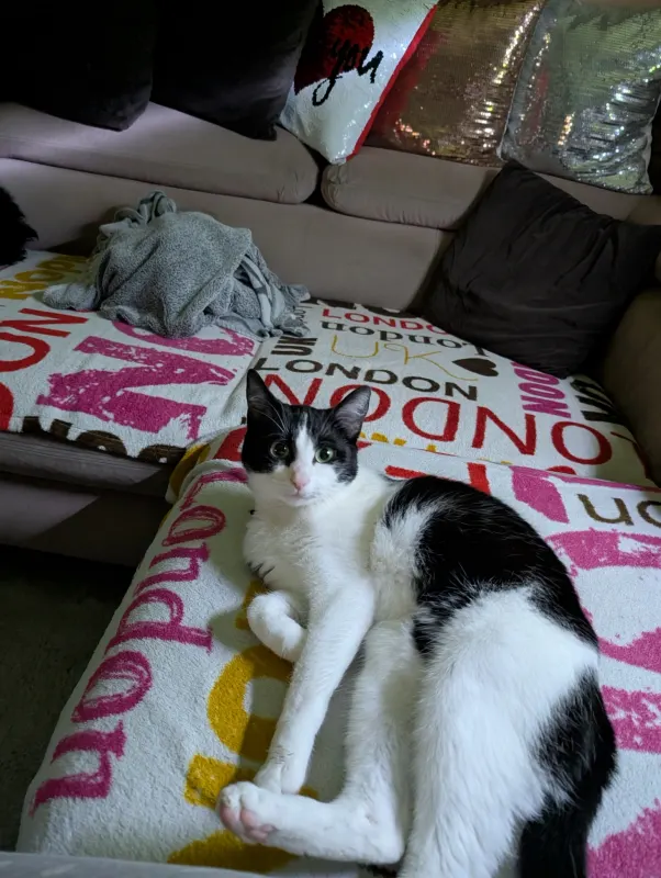 Bella, Mühlhausen
