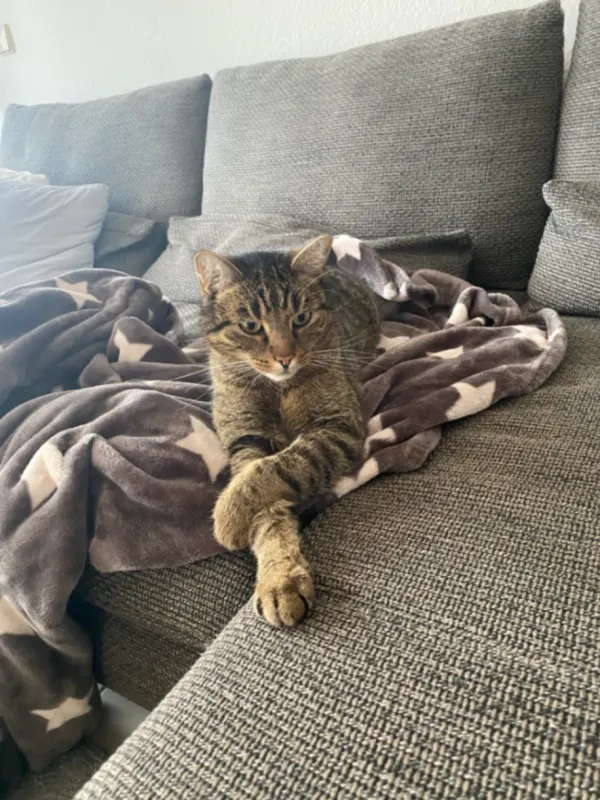 Pino, Merzig