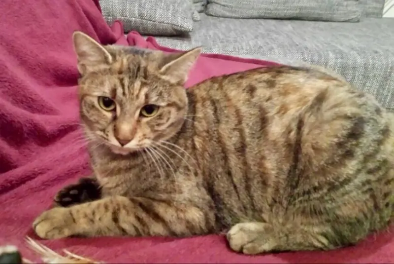 Nala, Merzig