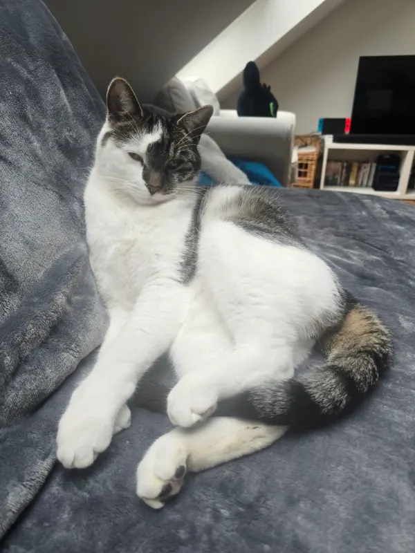 Jack, Merzig