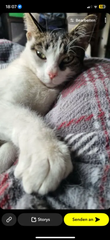 Bruno, Brüggen