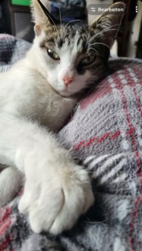 Bruno, Brüggen