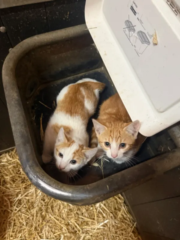 Gin, Hörstel