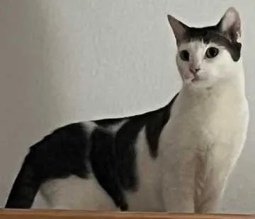 Whity, Hamm