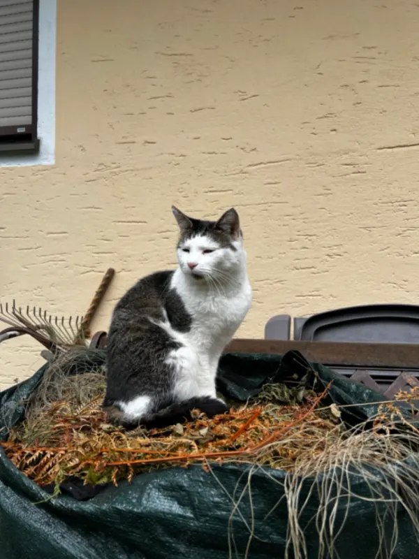 Oli, Rosenheim