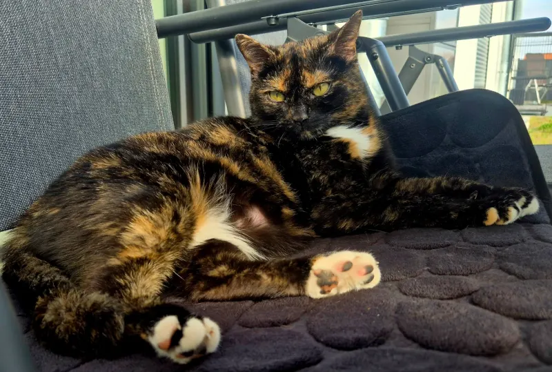 Lucy, Buchen in Odenwald
