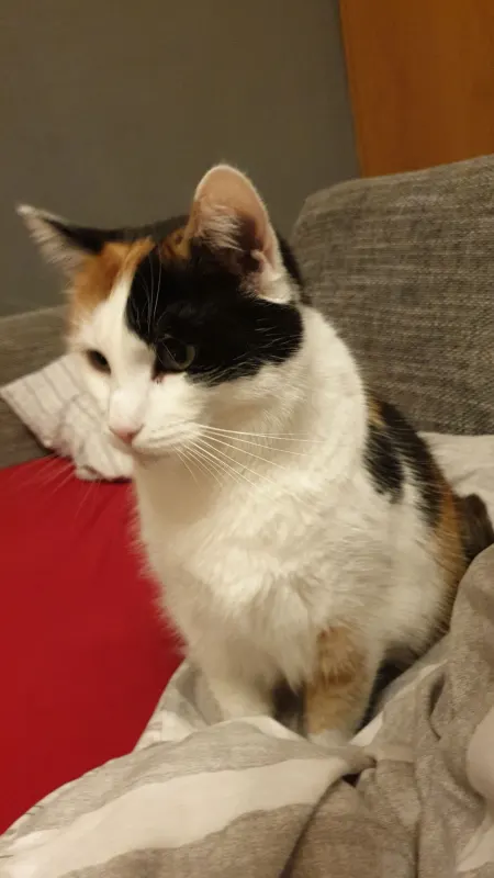 Cookie, Hamm