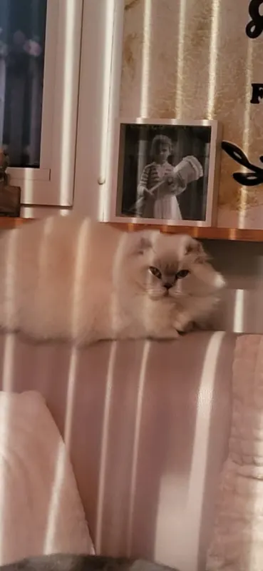 Kascha, Hamm
