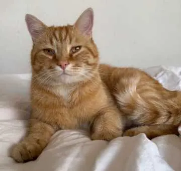 Billi, Deizisau