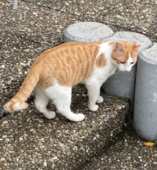Nero, Karlstadt