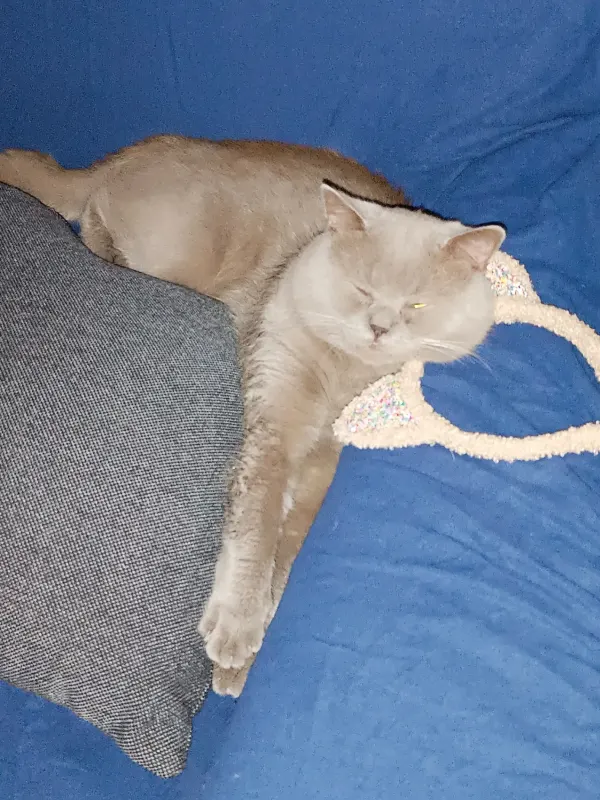 Tommy, Meppen