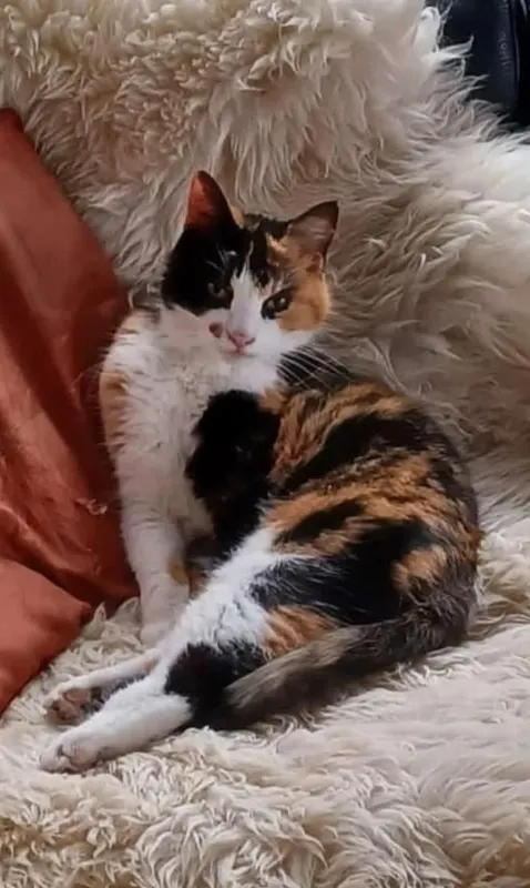 Lilly, Wunstorf