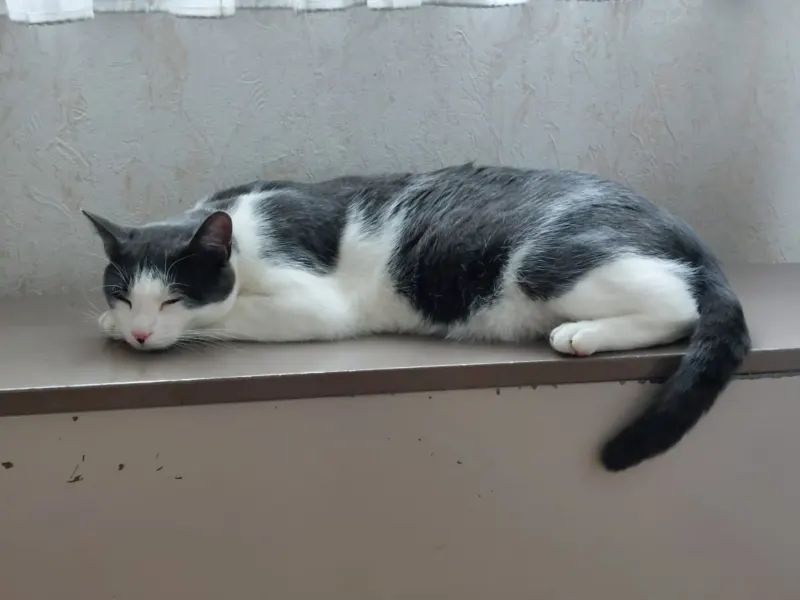 Franky, Kirchheim unter Teck