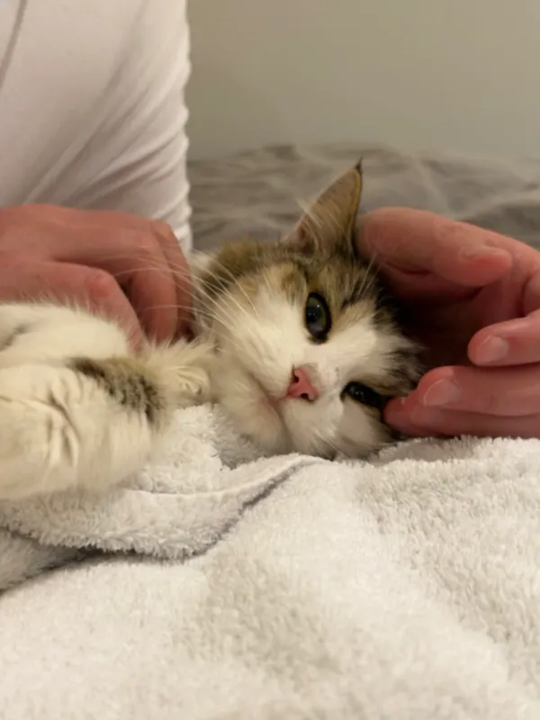Katze-Fundtier, Bogenhausen
