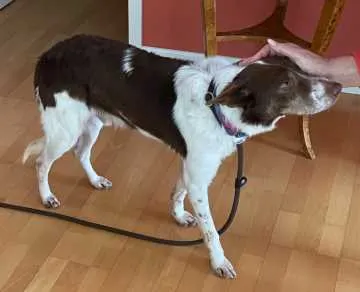 Louis, Bad Soden am Taunus