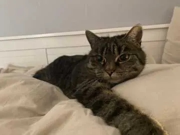 Lissy, Wittichenau