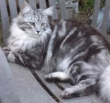 Merlin, Hamburg