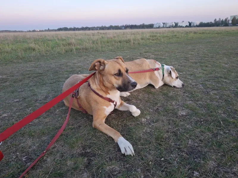 Ronja und Nala, Garching