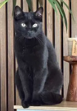 Nala, Hörstel