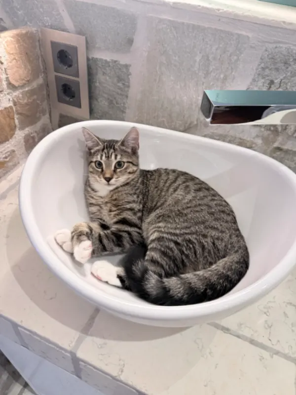 Kiki, Konz