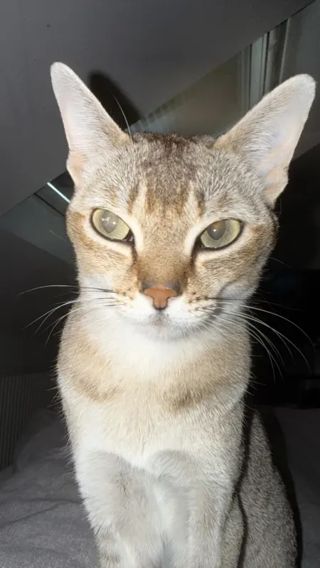 Bella, Konz