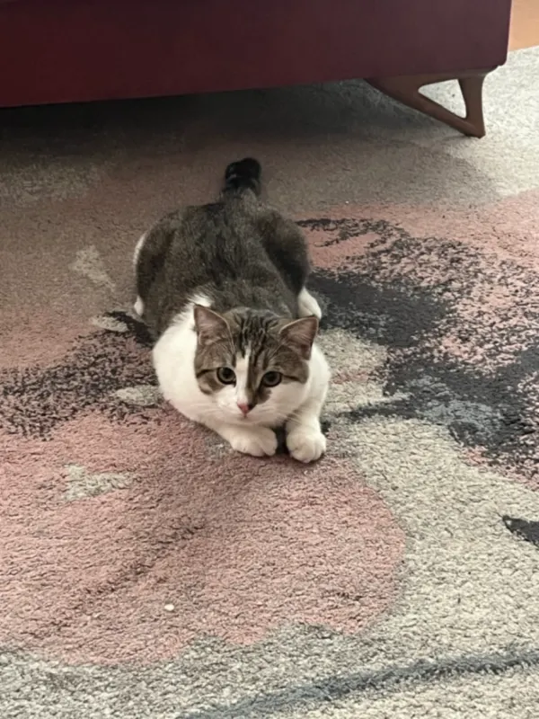 Pablo, Konz