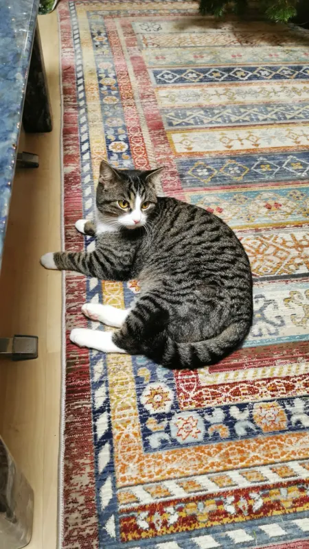 Rocco, Pulheim