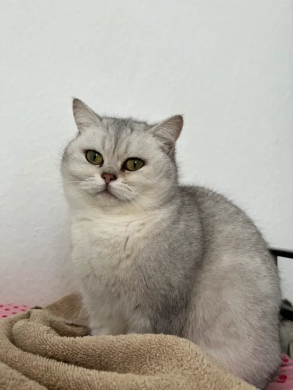 Quinni, Neustadt/Süd