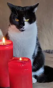 Nisha, Unterwellenborn