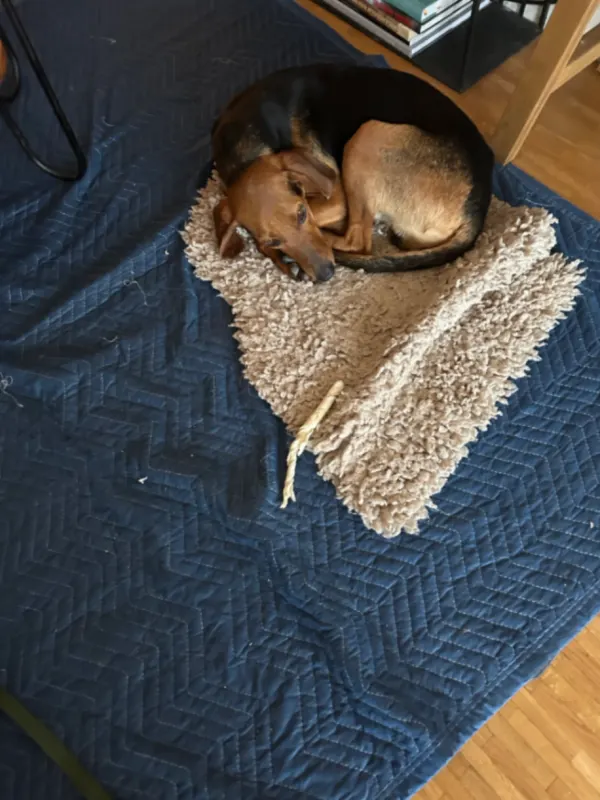 Leo, Neustadt/Süd