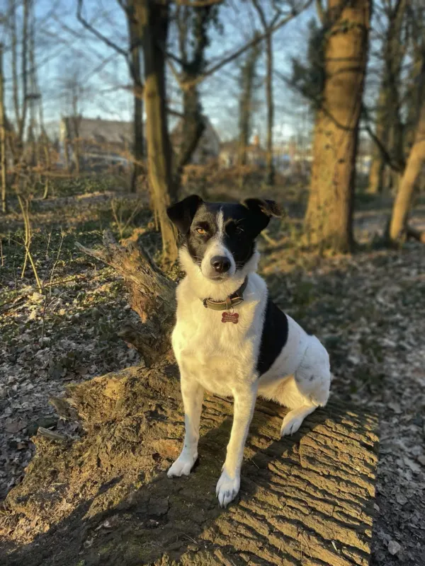 Bello, Kalk