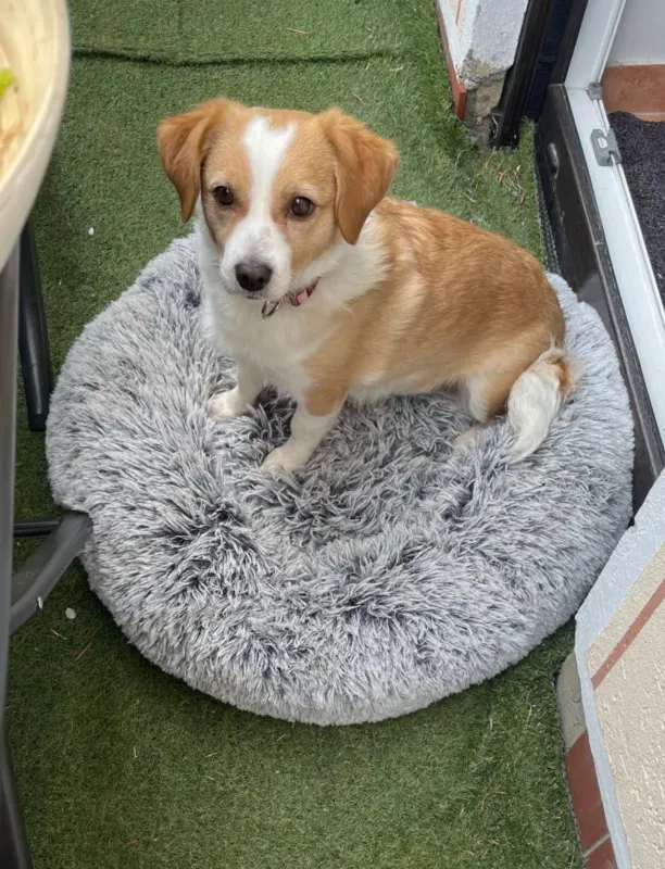 Mila, Bilderstöckchen