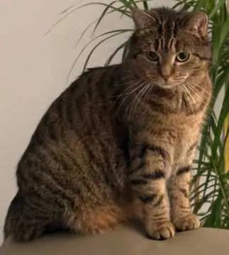 Lucy, Wallenhorst