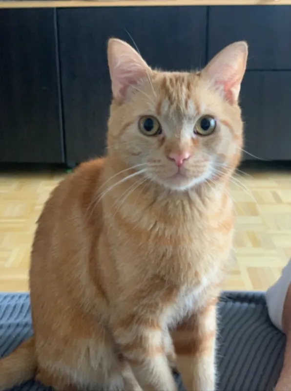 Chili, Fischeln