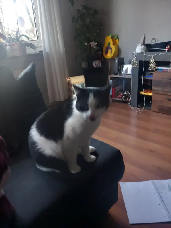 Piesel, Krefeld