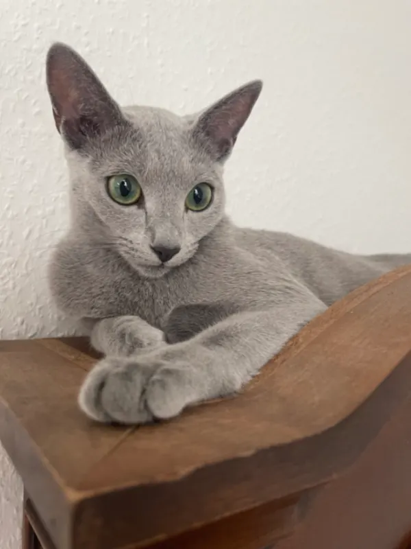 Coco, Laatzen